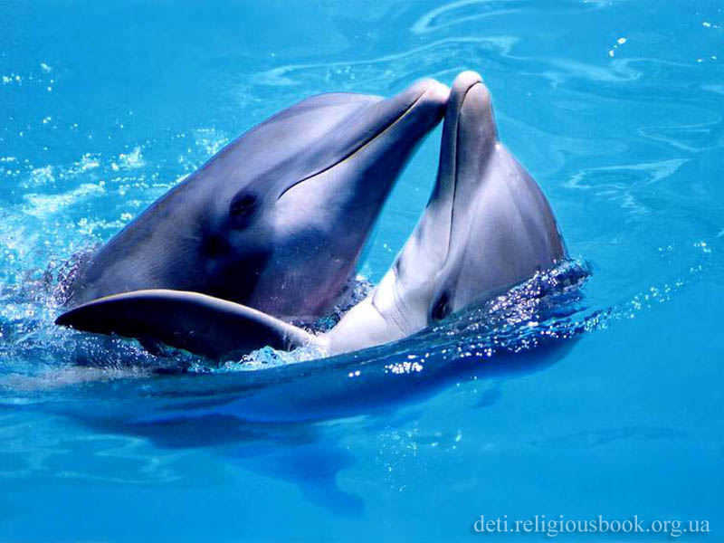 delfin 7