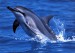 delfin 6